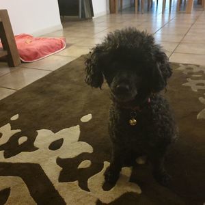 Meet your Posher, Diane